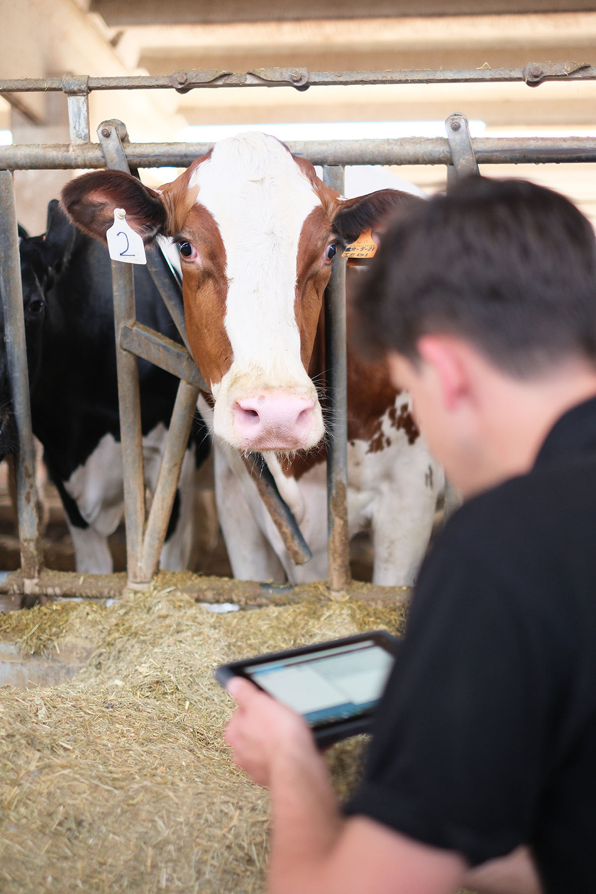 L'immagine mostra una scena all'interno di una stalla. In primo piano, una mucca dal manto marrone e bianco guarda direttamente verso l'obiettivo. Ha una targhetta numerata, con il numero "2", attaccata a un orecchio. Accanto a lei, si intravede un'altra mucca dal manto nero e bianco.
La struttura della stalla è fatta di robuste sbarre di metallo attraverso le quali la mucca si sporge. Il pavimento è coperto di fieno sparso per il nutrimento degli animali.
In basso a destra, c'è una figura umana, sfocata, con una maglietta nera, che tiene in mano un tablet. La persona è concentrata sul dispositivo, probabilmente controllando o inserendo dati.
L'ambiente circostante è luminoso, con un tetto in cemento e aperture che lasciano passare la luce naturale, creando un'atmosfera ariosa e ordinata. La scena emana un senso di calma e di attenzione nella gestione degli animali.