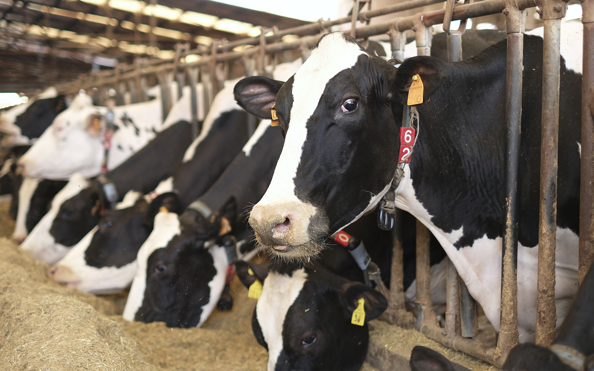 L'immagine raffigura l'interno di una stalla con diverse mucche che si nutrono. In primo piano, una mucca dal mantello bianco e nero guarda verso l'obiettivo. Il muso è leggermente sporco di fieno e il manto è ben definito nei colori.
La mucca ha due targhette: una arancione sull'orecchio sinistro con il numero "96" e una rossa con il numero "62" appesa al collare. Accanto, si vede una fila ordinata di altre mucche, anch'esse bianche e nere, che si sporgono attraverso una struttura di metallo per raggiungere il fieno sparso davanti a loro.
La stalla ha un'architettura robusta, con sbarre di metallo che separano le mucche dal corridoio centrale. Sul pavimento davanti agli animali c'è un'abbondante distesa di fieno, sulla quale le mucche si stanno nutrendo.
Il soffitto della stalla è coperto, permettendo una buona illuminazione che pone l'accento sulla pulizia e sull'ordine dell'ambiente. L'atmosfera generale è tranquilla e ordinata, trasmettendo un senso di cura e attenzione nella gestione del bestiame. Sullo sfondo, si intravedono altre mucche e la continuità della struttura metallica.