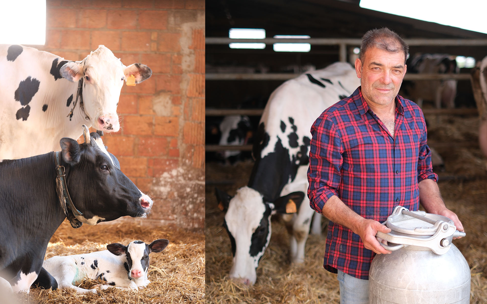 L’immagine è suddivisa in due sezioni verticali. **Sezione di sinistra:** Questa parte mostra tre bovini in primo piano, ambientati all’interno di una stalla dal pavimento coperto di paglia e pareti in mattoni grezzi di colore aranciato. In basso, si distinguono una mucca adulta di razza frisona dal mantello nero con macchie bianche, dotata di collare. Accanto a lei, disteso sulla lettiera, c’è un vitellino bianco con macchie nere, dall’aspetto molto giovane. Il vitellino sembra rilassato e guarda verso la macchina fotografica. In alto, alle loro spalle, si affaccia un’altra mucca, questa volta prevalentemente bianca con alcune grosse macchie nere sulla testa e sulle spalle. Anch’essa ha un’etichetta gialla identificativa all’orecchio sinistro. L’espressione degli animali è tranquilla, tipica di una situazione di riposo in condizioni confortevoli. Sullo sfondo, la luce naturale che entra dalla finestra accentua i colori caldi dei mattoni e della paglia. **Sezione di destra:** In questa parte si vede un uomo di mezza età, dal viso segnato ma con uno sguardo sereno. Indossa una camicia a quadri rossi e blu, le maniche arrotolate fino ai gomiti, e tiene in mano un grande bidone di metallo per il latte, dal tipico coperchio robusto usato nelle aziende agricole. L’uomo si trova un po’ di lato, con il busto rivolto leggermente verso sinistra, e guarda direttamente in camera con un’espressione franca e soddisfatta. Sullo sfondo, la scena della stalla continua: si vedono altre mucche dal manto bianco e nero – alcune si stanno nutrendo dal fieno a terra, altre sono solo visibili parzialmente, confuse tra le ombre della struttura. L’ambiente trasmette pulizia e ordine: la lettiera di paglia copre tutto il pavimento e la costruzione della stalla sembra moderna, in legno e metallo, con aperture che lasciano entrare luce dall’alto. **In sintesi:** L’immagine trasmette le atmosfere di una stalla moderna e ben curata, popolata da mucche da latte di razza Frisona. Gli animali appaiono in buona salute, calmi e a loro agio. L’uomo rappresentato sembra essere il proprietario o un allevatore, fiero del proprio lavoro. La scena nel complesso suggerisce un ambiente rurale dove convivono tradizione e una buona gestione zootecnica. **Colori prevalenti:** Tonalità calde della paglia e dei mattoni, il bianco e il nero del manto degli animali, i colori accesi della camicia a quadri dell’uomo e il grigio argentato del bidone del latte.