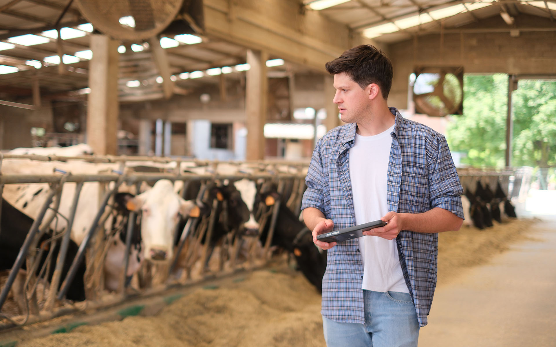 L’immagine mostra l’interno di una stalla moderna, ampia e luminosa, dedicata all’allevamento di mucche da latte. In primo piano, sulla destra, si trova un giovane uomo in piedi che guarda verso sinistra, all’interno della stalla. Indossa una camicia a quadri blu e bianchi con le maniche arrotolate, una t-shirt bianca e jeans chiari. In mano tiene un tablet elettronico, impugnato con entrambe le mani di fronte a sé, suggerendo che stia usando la tecnologia per monitorare o gestire qualche aspetto dell’allevamento. L’uomo ha capelli castani, corti e pettinati ordinatamente, la pelle chiara e un’espressione attenta e concentrata, come se stesse osservando o valutando qualcosa nella stalla. Il suo abbigliamento è informale ma ordinato, tipico di chi svolge attività pratiche in una fattoria moderna ma senza imbrattarsi. Alla sua sinistra si estende la lunga mangiatoia della stalla, separata dal corridoio da una fila continua di cancellate metalliche. Dietro a queste cancellate si vedono numerose mucche da latte, della razza Frisona, riconoscibili dal manto bianco con macchie nere. Le mucche sono disposte una accanto all’altra e sembrano concentrate sul cibo, con la testa infilata tra le sbarre per accedere al foraggio disposto davanti a loro. Alcune delle mucche hanno il muso rivolto verso l’osservatore, mentre altre sono di profilo. Indossano etichette identificative di colore giallo fissate alle orecchie. Il pavimento del corridoio è chiaro e pulito, mentre sotto le mucche si trova una lettiera di paglia o truciolato, ben distribuita, che rende l’ambiente ordinato e curato. La struttura della stalla è composta da robuste colonne di cemento e travi metalliche; il soffitto è alto e dotato di lucernari o finestre che lasciano filtrare molta luce naturale, creando un’atmosfera chiara e ariosa. Sopra le mucche e davanti all’uomo, si distinguono grandi ventilatori appesi al soffitto, utili per mantenere il ricambio d’aria e il comfort degli animali nei periodi caldi. Sul fondo della stalla, sulla destra, si intravede un’uscita o una grande apertura verso l’esterno, attraverso cui si vede la vegetazione: alberi e cespugli di un verde vivace, segno che la stalla si trova in una zona rurale e ben integrata con la natura circostante. In sintesi, l’immagine ritrae una scena rurale moderna e professionale, nella quale l’uomo, probabilmente un allevatore o un tecnico, utilizza dispositivi digitali per il controllo e la gestione delle mucche, che appaiono in salute, ben tenute e a loro agio in un ambiente pulito, ordinato e luminoso. I colori predominanti sono il bianco, nero e beige delle mucche e della paglia, il verde della vegetazione esterna, il grigio delle strutture della stalla e il blu dell’abbigliamento del giovane.
