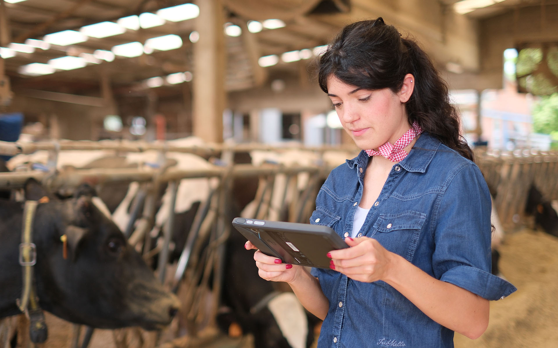 L’immagine mostra l’interno luminoso di una stalla moderna dedicata all’allevamento di mucche da latte. In primo piano, sulla destra dell’immagine, è presente una giovane donna di carnagione chiara, con lunghi capelli scuri raccolti in una coda morbida. Indossa una camicia di jeans blu con le maniche risvoltate e un foulard a quadretti rosa e bianchi annodato intorno al collo. La donna tiene tra le mani un tablet elettronico di colore scuro, che osserva con attenzione e concentrazione, come se stesse consultando dei dati o delle informazioni riguardanti le mucche o le attività della stalla. Le unghie delle sue mani sono curate e smaltate di rosa. Sullo sfondo, a sinistra e oltre la donna, si vede una lunga fila di mucche di razza frisona con il caratteristico manto bianco e nero. Le mucche sono disposte parallelamente rispetto all’inquadratura e sono racchiuse tra i divisori metallici della mangiatoia. Alcune di esse hanno la testa abbassata verso il cibo e indossano al collo delle cinghie con etichette identificative di colore giallo. L’atmosfera è serena: gli animali, ben nutriti e in salute, sembrano tranquilli e a loro agio. La stalla è ampia e molto chiara grazie alla copertura del soffitto realizzata con materiali traslucidi, che lasciano filtrare abbondante luce naturale. La struttura portante è fatta di colonne e travi in cemento o metallo, ben spaziate, e sullo sfondo si distinguono altri dettagli architettonici come finestre e aperture che rendono l’ambiente ben ventilato e illuminato. Si intravedono anche alcuni elementi di vegetazione attraverso le finestre, suggerendo che la stalla è situata in una zona rurale. Nel complesso, la scena trasmette ordine, pulizia e modernità: la presenza del tablet nelle mani della donna sottolinea l’uso della tecnologia anche in ambito agricolo per monitoraggio e gestione degli animali. L’immagine esprime un perfetto equilibrio tra innovazione, cura degli animali e tradizione rurale. I colori predominanti sono il blu della camicia, il beige e il marrone chiaro del pavimento di paglia, il bianco e nero delle mucche, e la luce calda e diffusa dell’ambiente.