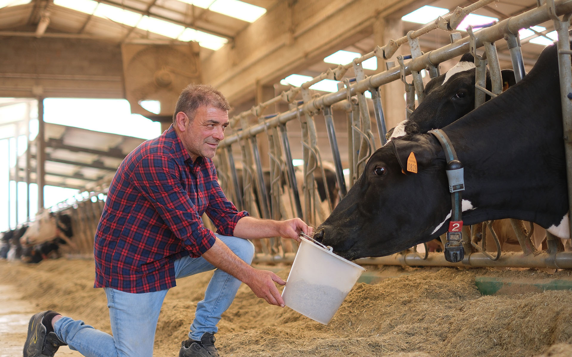 L’immagine mostra una scena all’interno di una stalla moderna e spaziosa, illuminata da una luce naturale che entra attraverso ampie finestre o pannelli traslucidi sul tetto. In primo piano, sulla sinistra, è inginocchiato un uomo adulto di carnagione chiara con capelli corti grigi, leggermente spettinati e barba appena accennata. Indossa una camicia a quadri rossi e blu con le maniche arrotolate, pantaloni jeans chiari e scarpe sportive nere. Il volto dell’uomo appare sorridente e rilassato, mentre si china verso una delle mucche.
Davanti a lui, vicino alle gambe, l’uomo tiene con entrambe le mani un secchio di plastica bianco, inclinato verso una grande mucca di razza frisona. La mucca è di colore nero con macchie bianche ed è posizionata sul lato destro dell’immagine, con la testa che sporge tra le sbarre metalliche della mangiatoia per raggiungere il secchio. La mucca indossa un collarino grigio con il numero 2 rosso ben visibile e una targhetta gialla all’orecchio destro con un numero, a indicare l’identificazione individuale. La bestia sembra in buono stato di salute, il pelo è lucido e lo sguardo attento, mentre infila il muso dentro al secchio per cibarsi o bere. Subito dietro di lei, si scorge la testa di un’altra mucca nella stessa posizione, anche lei intenta a mangiare.
In secondo piano, lungo tutto il lato sinistro dell’immagine, si estende la fila della mangiatoia con altre mucche all’interno dei divisori metallici, tutte della stessa razza e occupate a mangiare il foraggio sparso davanti a loro. Il pavimento della stalla è coperto di uno strato di paglia e materiale organico, che risulta pulito e ben distribuito.
Sul soffitto si notano delle grosse travi e, in alto, un grande ventilatore industriale di colore beige appeso a una delle travi, a garanzia di aerazione e comfort per gli animali. La struttura della stalla è solida, fatta di cemento e metallo, progettata per garantire protezione e un ambiente arioso.
La luce che entra nella stalla è abbondante, creando un’atmosfera luminosa e serena. Complessivamente, l’immagine restituisce una sensazione di ordine, cura e modernità, con un rapporto di rispetto e vicinanza tra l’allevatore e gli animali. I colori predominanti sono quelli naturali: il bianco e nero delle mucche, il beige e giallo della paglia, il grigio delle strutture e il rosso e blu della camicia dell’uomo.